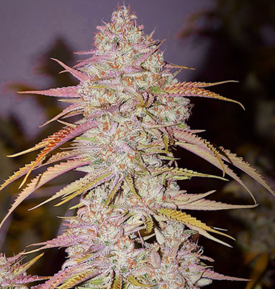 ORIGINAL LEMON OG HAZE